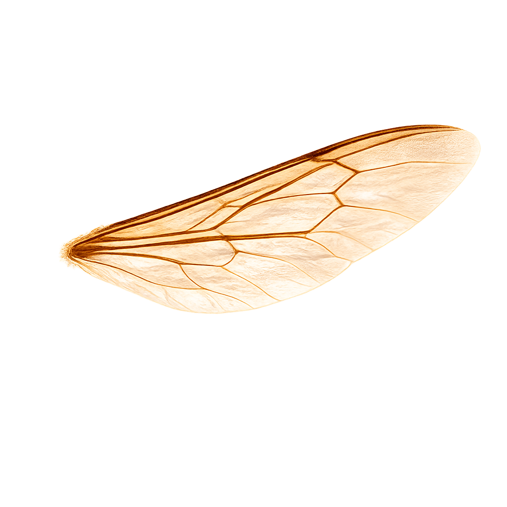 Left Wing